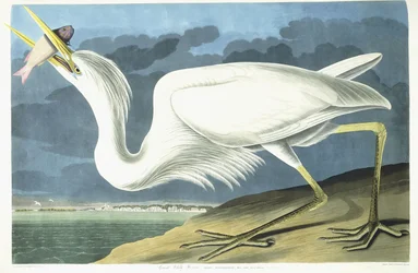 Großer Weißer Reiher, erwachsenes Männchen, Frühlingsgefieder, 1835