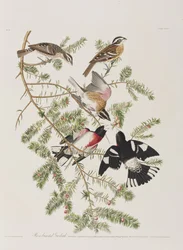 Illustration aus 
