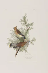 Illustration aus 