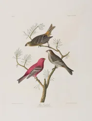 Illustration aus 