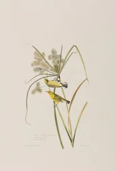 Illustration aus 