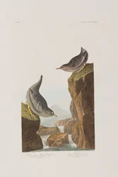 Illustration aus 