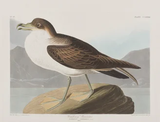 Illustration aus 