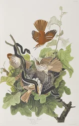 Illustration aus 