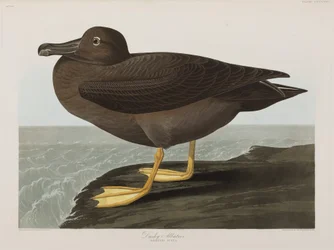 Illustration aus 