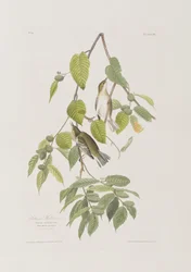 Illustration aus 