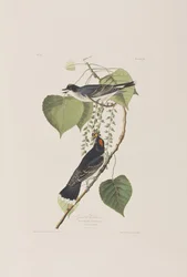 Illustration aus 