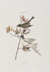 Illustration aus 