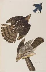 Illustration aus 
