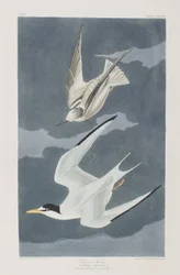 Illustration aus 