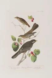 Illustration aus 