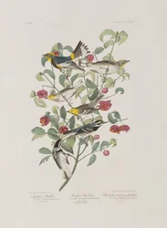 Illustration aus 