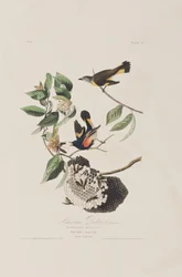 Illustration aus 