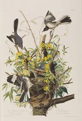 Illustration aus 