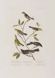 Illustration aus 