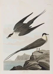 Illustration aus 