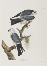 Illustration aus 