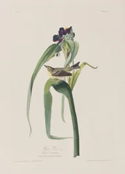 Illustration aus 