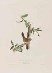 Illustration aus 