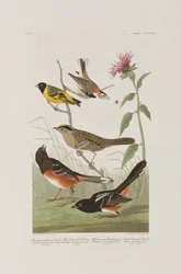 Illustration aus 