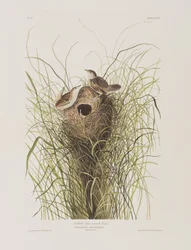 Illustration aus 