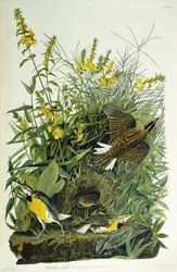 Wiesenlerche, 1832