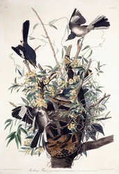 Spottdrossel (Turdus Polyglottus)