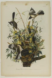 Spottdrossel, gedruckt von Julien Bien und veröffentlicht von Roe Lockwood & Son, 1861
