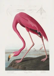 Rosa Flamingo aus Birds of America (1827)