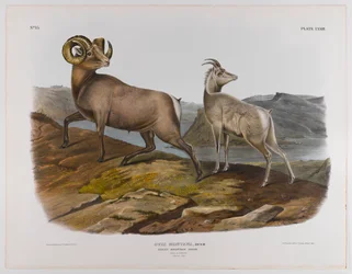 Rocky Mountain Schaf, 1845
