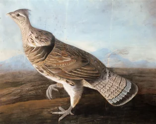 Raufußgans, ca. 1812