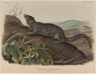 Spermophilus Macrourus (Großschwanz-Eichhörnchen)