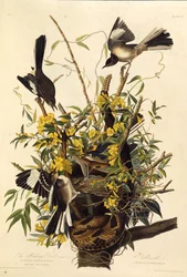 Der Spottdrossel. Aus Die Vögel Amerikas, 1827-1838