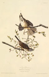 Der Singammer. Aus Die Vögel Amerikas, 1827-1838