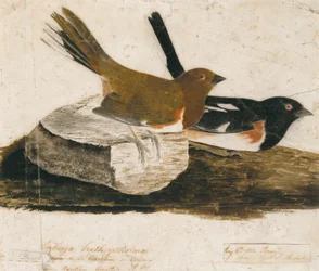 Towhee Ammer