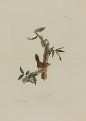 Bewicks Langschwanz-Zaunkönig, aus Birds of America, graviert von Robert Havell (1793-1878)