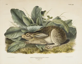 Schwarzschwanz-Hase, 1845