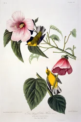 Gelbflügel-Waldsänger, aus Birds of America, graviert von Robert Havell (1793-1878)