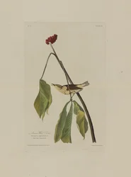 Louisiana-Wasseramsel, aus Birds of America, graviert von Robert Havell (1793-1878)
