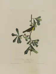 Roscoes Gelbkehlchen, aus Birds of America, graviert von Robert Havell (1793-1878)