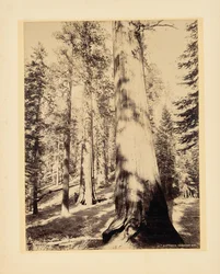 Große Bäume, Mariposa, Kalifornien