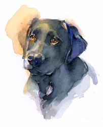 Schwarzer Labrador, 2017