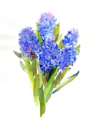 Blaue Hyazinthe