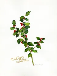 Stechpalme botanisch, 2013