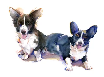 Zwei Corgis, 2015