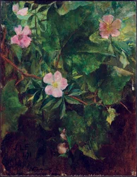Wilde Rose und Weinrebe, Studie aus der Natur, 1871
