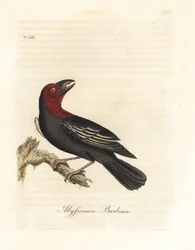 Rotstirn-Bartvogel, Lybius guifsobalito (Abessinischer Bartvogel, Bucco saltii). Handkolorierter Kupferstich, gezeichnet und gestochen von John Latham nach seinem eigenen Werk A General History of Birds, Winchester