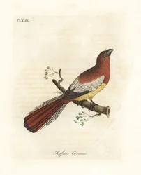 Schwarzkehltrogon, Trogon rufus, Weibchen (Rotbrauner Curucui, Trogon rufus). Kopiert nach Martinets Illustration des Vogels aus Cayenne für Buffons Coucou a queue rousse. Handkolorierte Kupferstichtafel, gezeichnet und gestochen von John Latham für seine