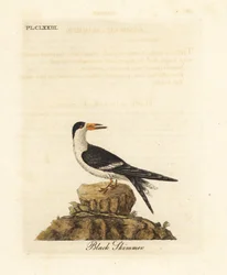 Schwarzschnabel, Rynchops niger (Rhynchops nigra). Handkolorierter Kupferstich gezeichnet und graviert von John Latham aus seiner eigenen 