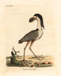 Bootsschnabelreiher, Cochlearius cochlearius (Kammbootsschnabel oder Aschgrauer Bootsschnabel, Cancroma cochlearia)